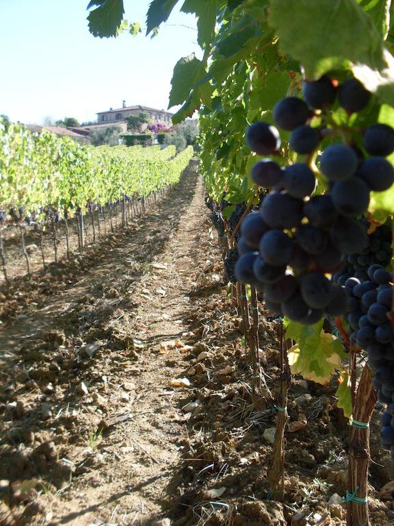 Agriturismo Amina, Winery & Hiking Vagliagli Kültér fotó