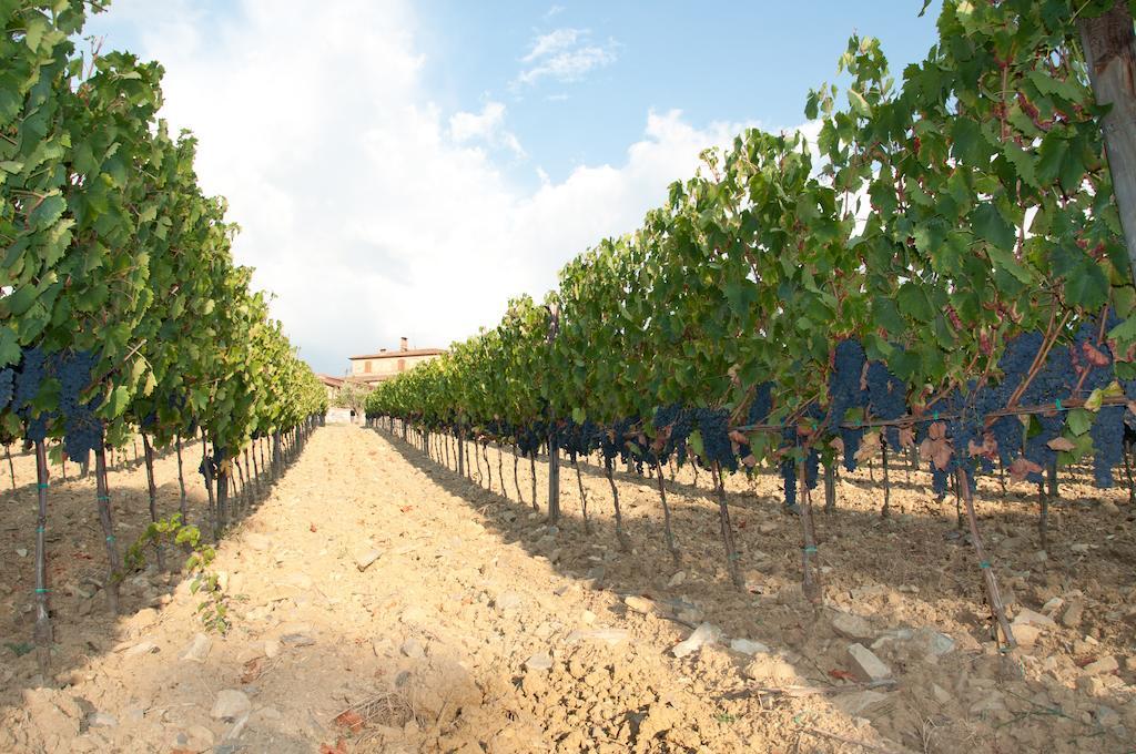Agriturismo Amina, Winery & Hiking Vagliagli Kültér fotó